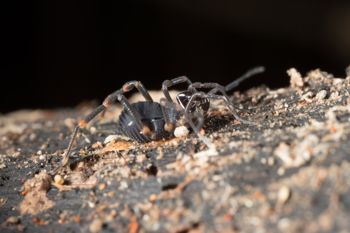 Media type: image;   Invertebrate Zoology 151528
